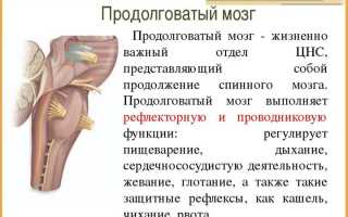 Важные функции продолговатого мозга