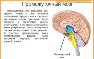 Строение и функции промежуточного мозга