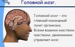 Строение и функции коры головного мозга