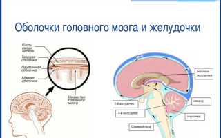 Функции 4 желудочка головного мозга в организме человека