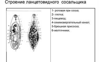 Осторожно: ланцетовидный сосальщик