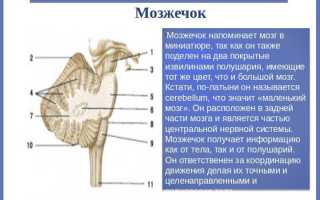 За что в организме отвечает мозжечок?