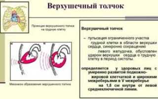 Верхушечный толчок. Норма у детей, при гипертонической болезни, гипертрофии желудочка, ИБС