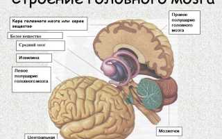 Предназначение серого вещества мозга
