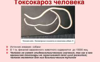 Как выполняется анализ на токсокароз