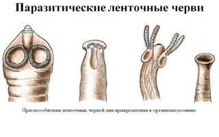 Какие осложнения могут вызывать ленточные черви