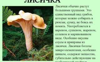 Грибы-лисички: панацея от паразитов