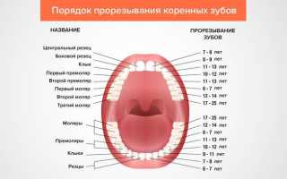 Коренные зубы у детей