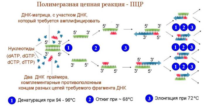 Полимеразная цепная реакция 