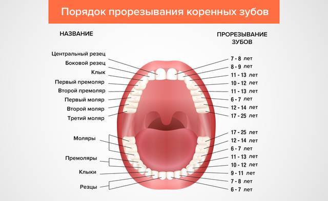 Коренные зубы у детей