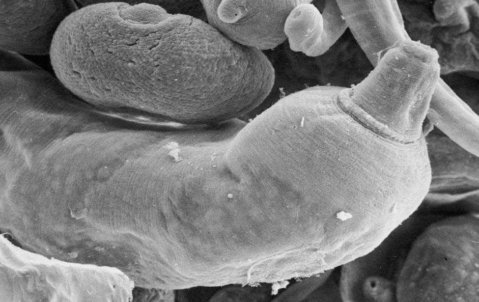 Фасциола гепатика