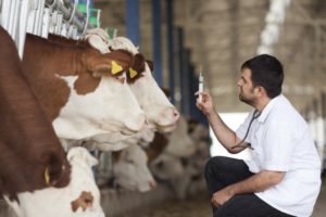 Работники сельскохозяйственных предприятий