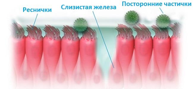 Слизистая оболочка носа
