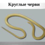 Из-за чего от глистов появляются прыщи