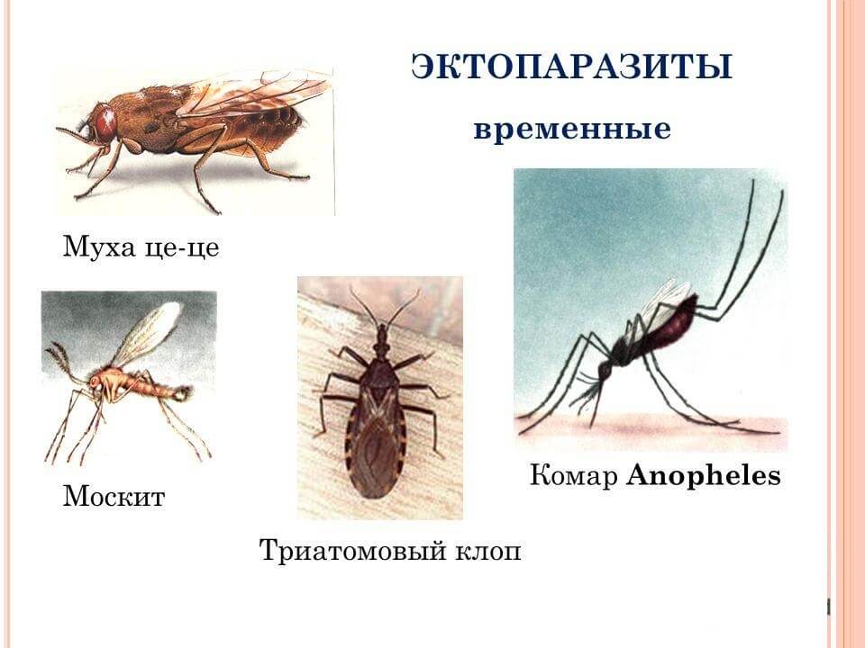 Эктопаразиты