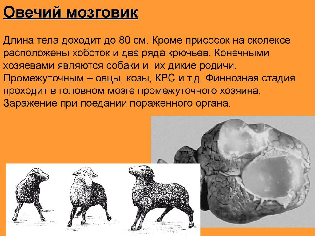Овечий мозговик