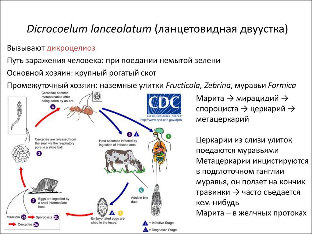 Способы передачи инфекции