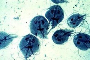 Амебиаз у детей. Основные причины и симптомы у детей на ранних этапах болезни