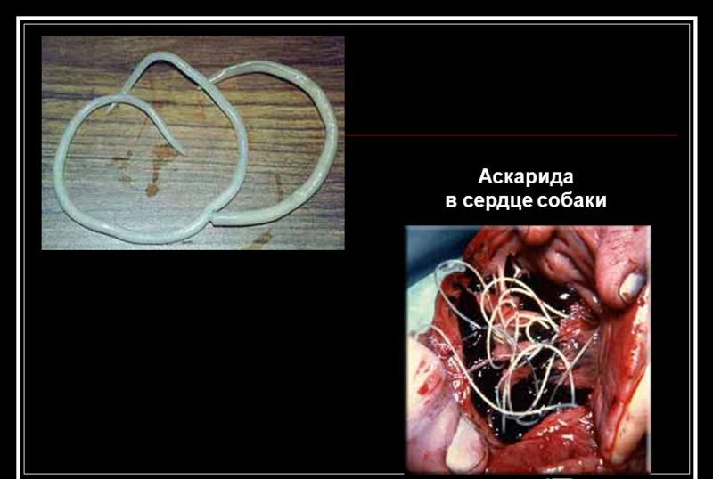 Животные аскариды
