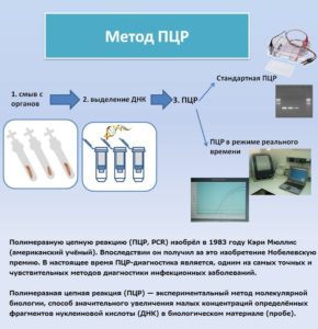 Анализ ПЦР