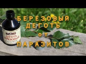 Лечение берёзовым дёгтем от паразитов