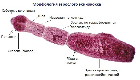 Эхинококк