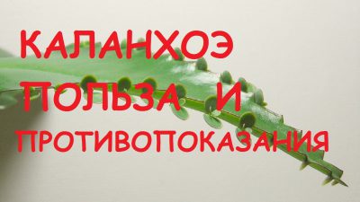 Противопоказания каланхоэ