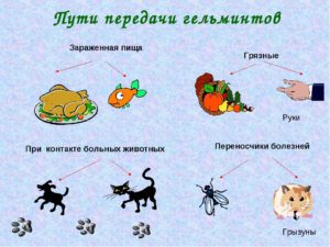 Как глисты проникают в организм ребенка?