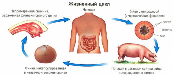 Жизненный цикл гельминтов
