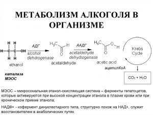 Метаболизм этилового спирта