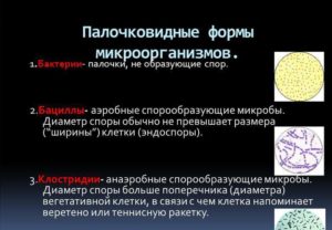 Формы микроорганизмов