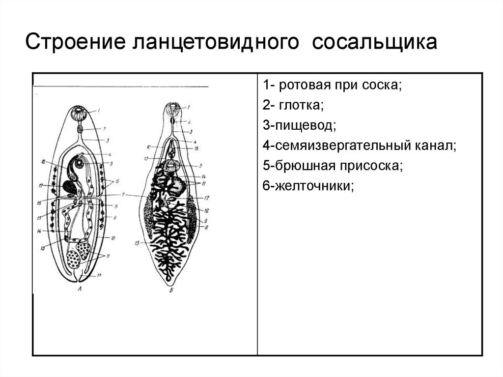 Вид паразита