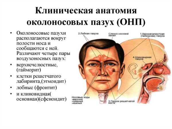 Причины возникновения и способы быстрого лечения ринита и синусита