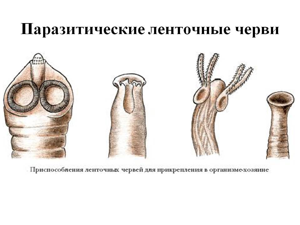 Виды ленточных червей