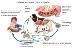 Собачьи аскариды