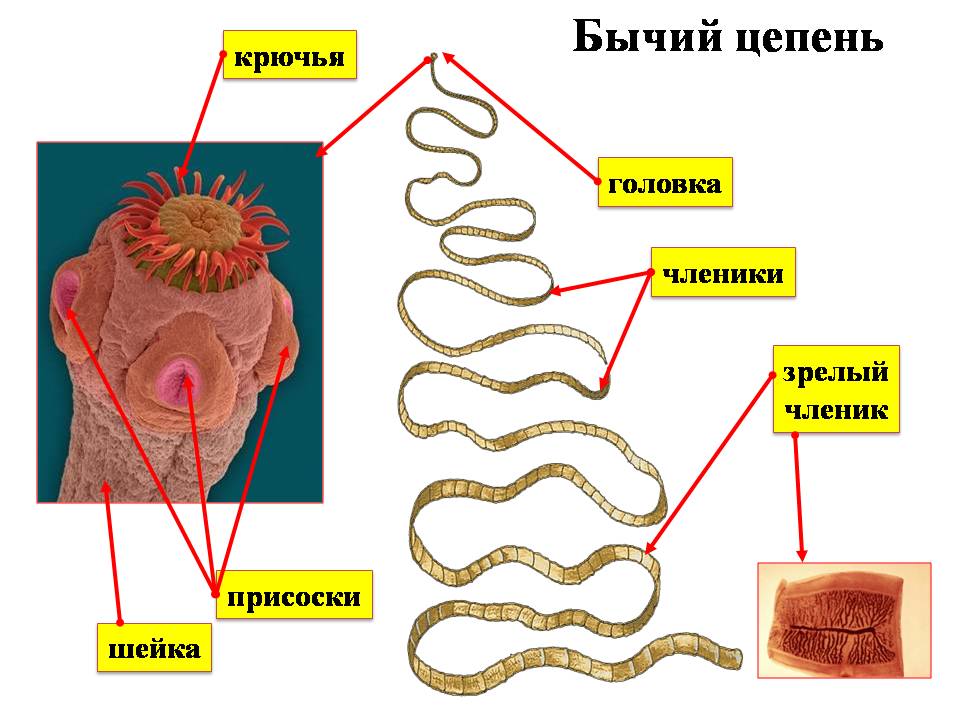 Цепень бычий