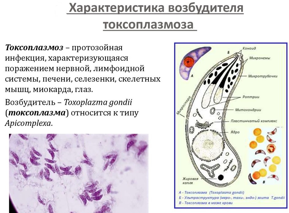 Характеристика возбудителя