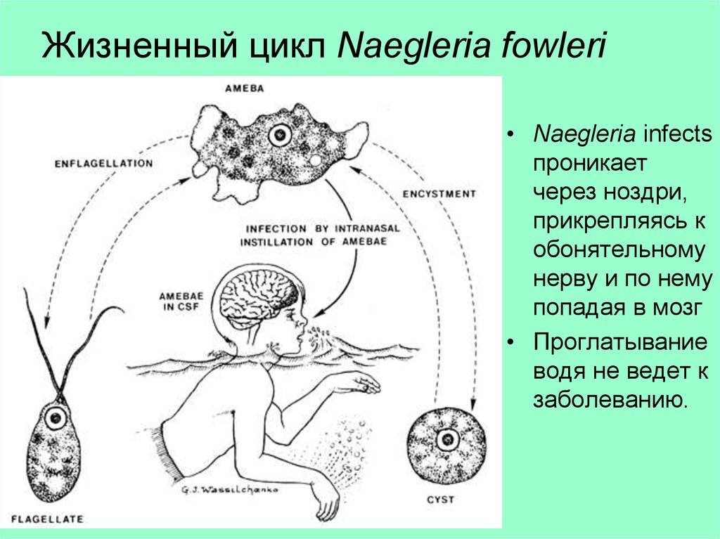 Неглерия фоулера
