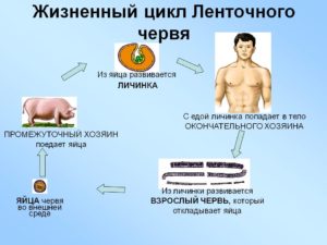 Жизненный цикл