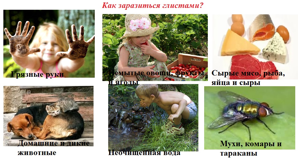 Пути проникновения паразитов