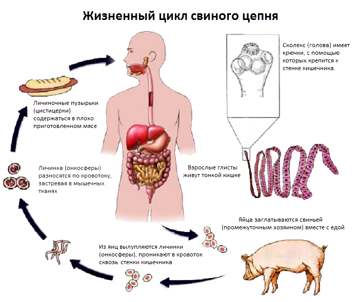Эволюция паразита