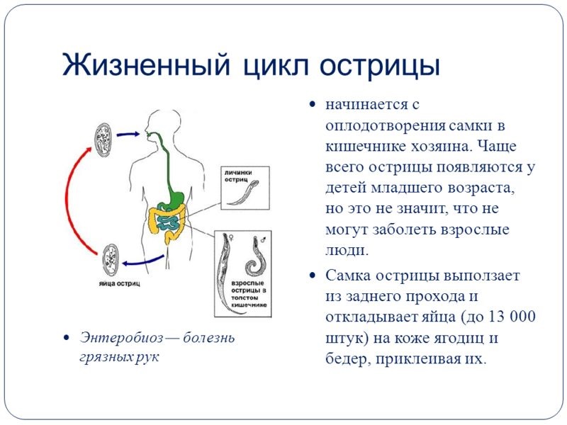 Как происходит заражение человека