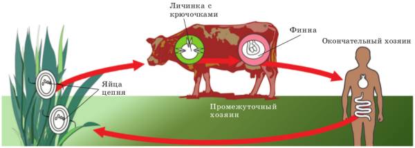 Заражения бычьим цепнем