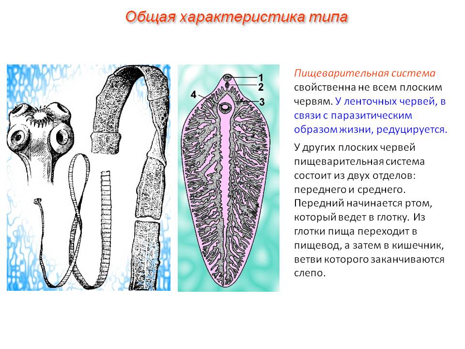 Характеристика типа