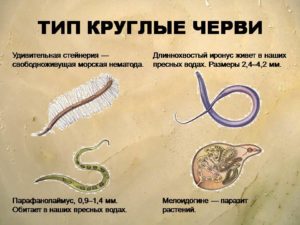 Круглые черви