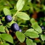 Способы самостоятельного избавления от остриц дома