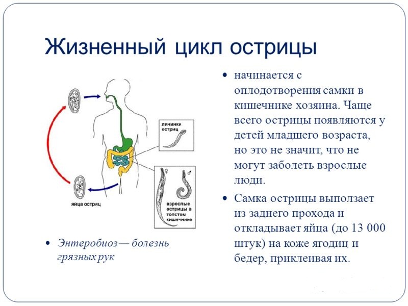 Эволюция паразита