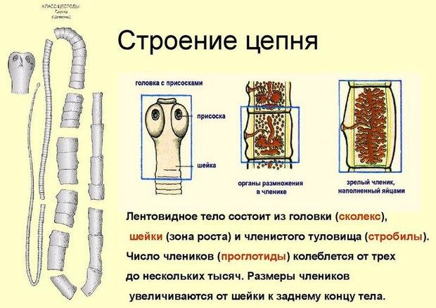 Путь заражения гельминтами