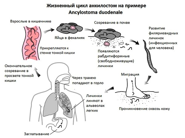 Анкилостомы пути заражения