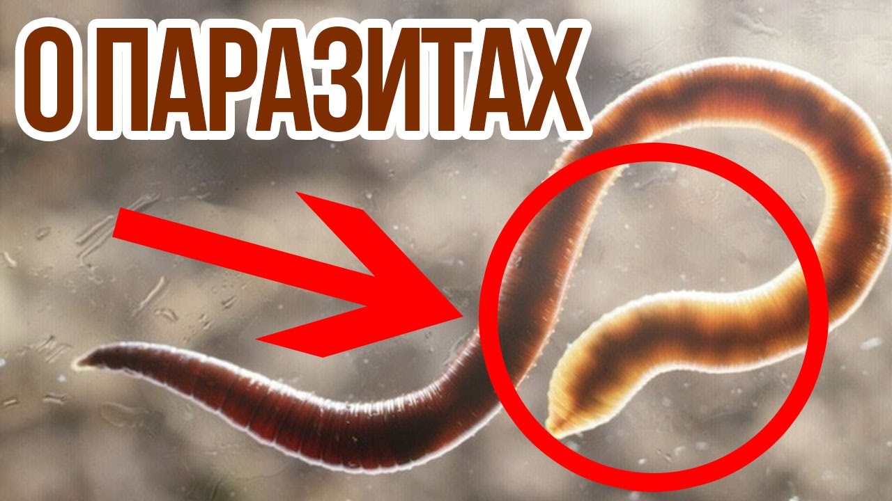 Описание паразитов